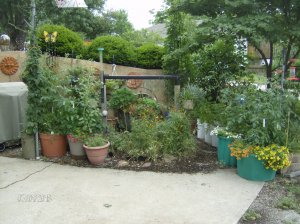 Gardens 2018 014.JPG