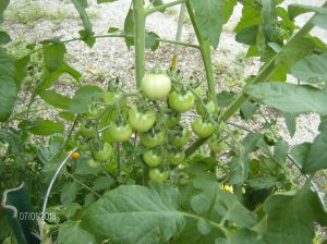 Gardens 2018 017.JPG