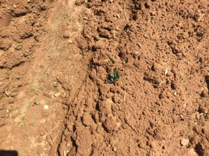 633CB06A-C186-4D3A-B155-ED7089535D71.jpeg
