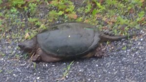 20190617_074938.jpg