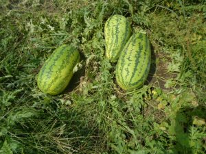 Garden Melons 001.JPG