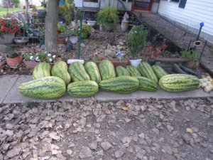 Garden Melons 006.JPG
