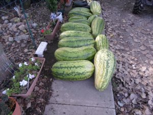 Garden Melons 007.JPG