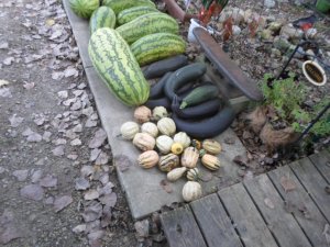 Garden Melons 008.JPG