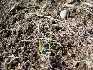 100_2162 (Medium).JPG