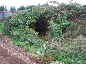 100_2178 (Medium).JPG
