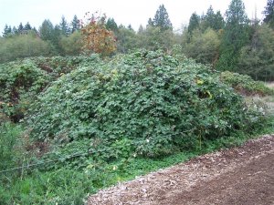 100_2179 (Medium).JPG