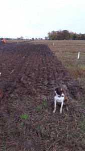 Wee mucky dog 2019.jpg