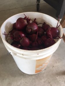 beet3.jpg
