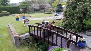 Dog escort narrow bridge.jpg