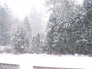 100_2549 (Medium).JPG