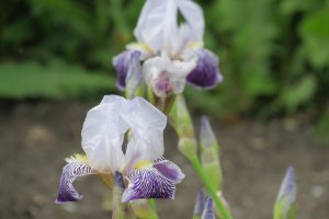 IMG_0816.JPG