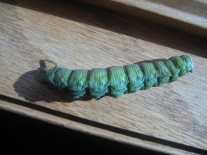 big bug.JPG