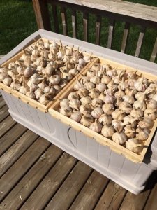 garlic2.jpg