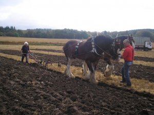 1st prize horses.JPG