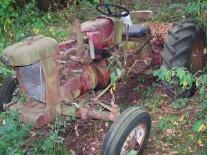100_9861 (Medium).JPG