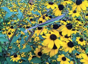 PXL_20210821_221108179~2.jpg