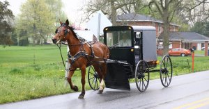 amish-horse-buggy.jpg