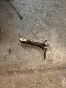 279E07AB-BA8D-454F-8DA1-5CBBB592C0F1.jpeg
