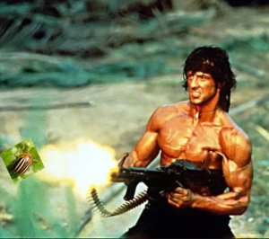 Rambo.jpg