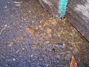 100_0341 (Medium).JPG