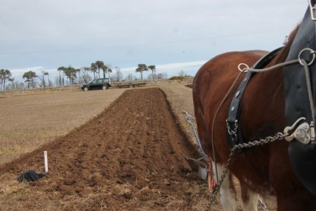 Clydesdale ploughing 4-3-2023.jpg