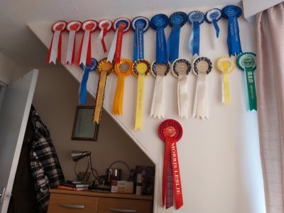 my rosettes 2023.jpg