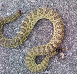 Web rattlesnake 7-25-11 no head.jpg