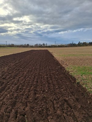 Clean ploughing today.jpg