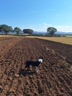 Bute admiring the straw.jpg