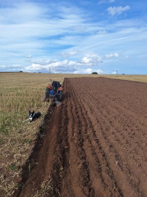 Bute happy with ploughing.jpg